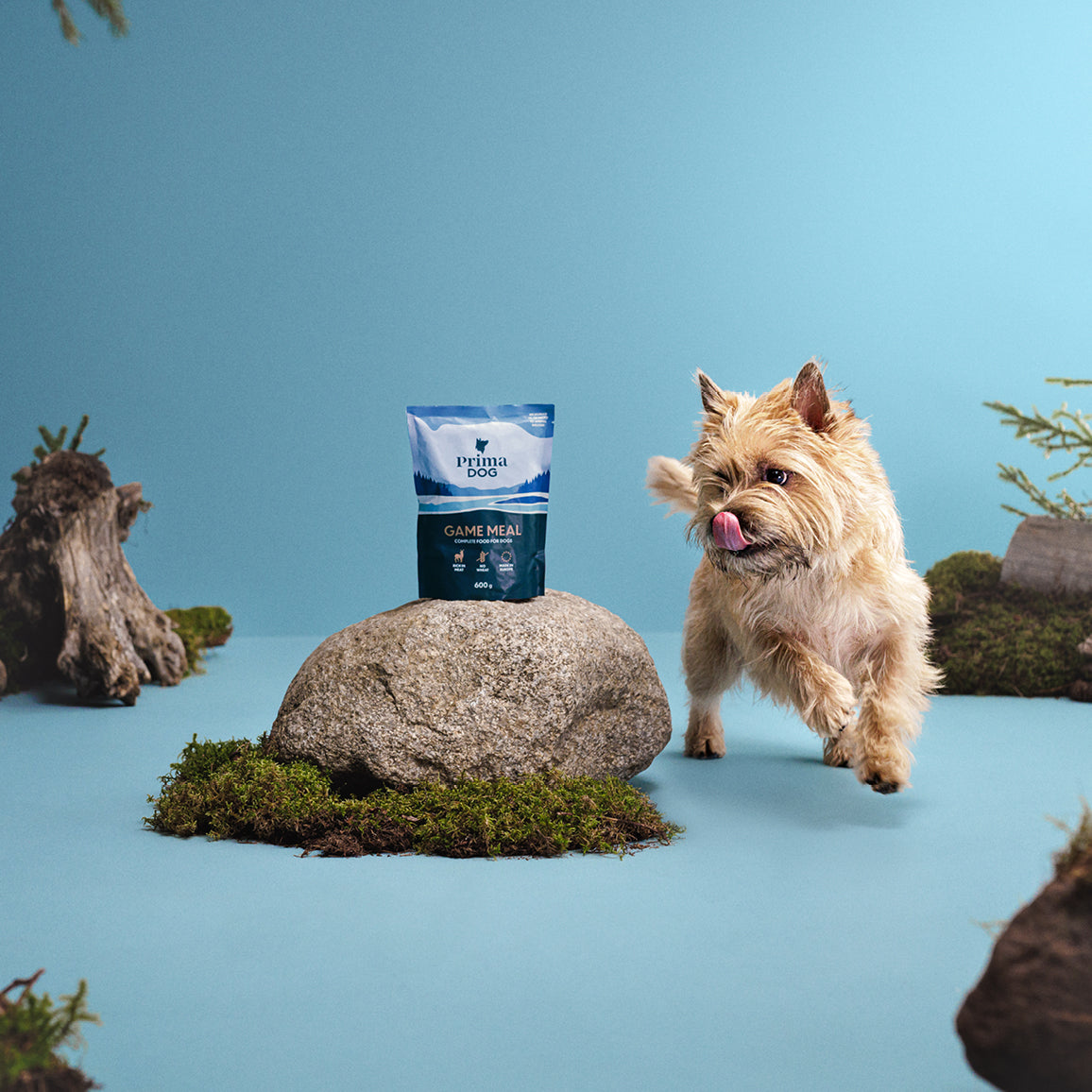 Fiiliskuva, jossa PrimaDog Riista-annosaterian pakkaus on kiven päällä ja vaalea terrieri juoksee sitä kohti. 