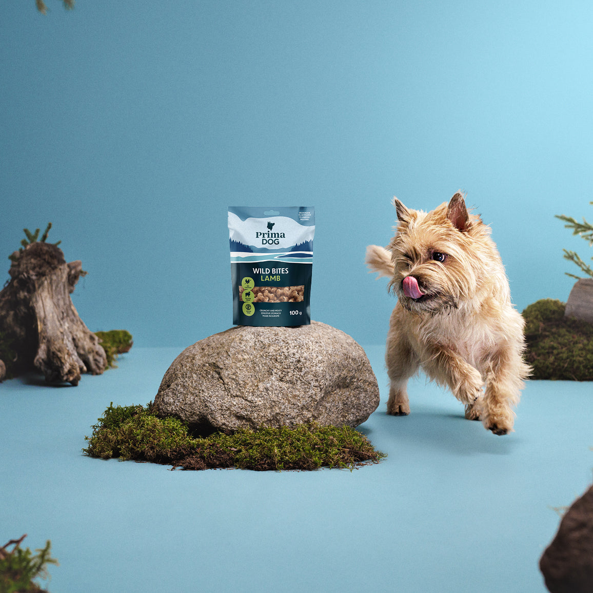 Fiiliskuva, jossa PrimaDog Wild Bites Lammas -koiranherkkupussi on kiven päällä. Vaalea terrieri juoksee kiven vieressä ja katsoo herkkuja kuonoa nuolaisten.